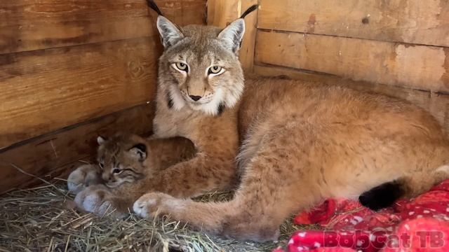Спасаю КОТЕНКА РЫСИ Умки от падения с высоты смотреть онлайн
