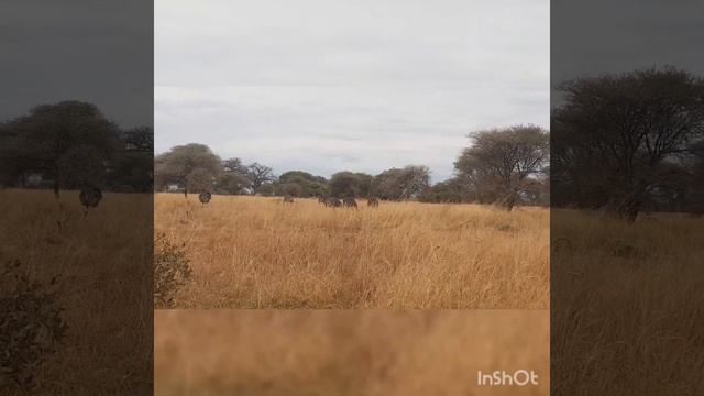 OSTRICHES#animal #nature #wildlife #safari #ostrich #bird's #wildanimal #shortsfeed #short's #short смотреть онлайн