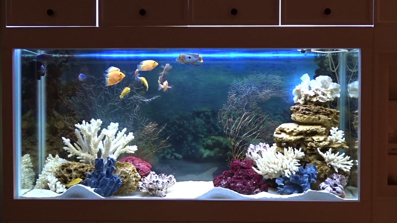 Псевдоморе смотреть онлайн