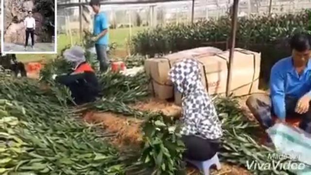 sĩ hoa ly ù Đà Lạt tết 2020 смотреть онлайн