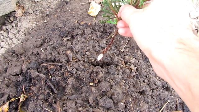 Размножение хвойных черенками,первый опыт не очень удачный/Propagation by coniferous cuttings смотреть онлайн