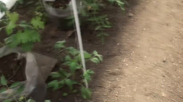 Контейнеры с виноградом в теплице 31 05 2014. Grapes in containers. смотреть онлайн