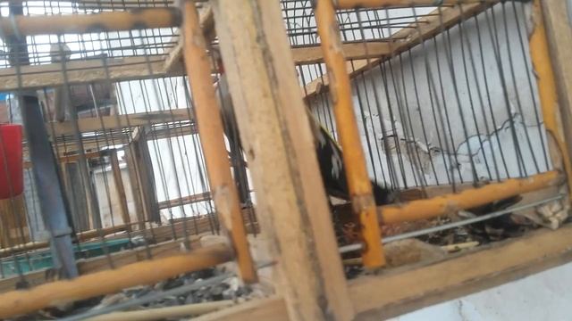 Ловля щеглов. Ловля птиц. Ловля на западок. смотреть онлайн