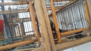 Ловля щеглов. Ловля птиц. Ловля на западок.