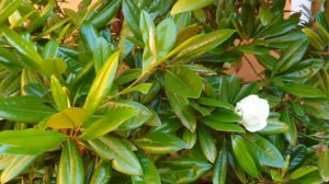 Magnolia grandiflora 'Edith Bogue' šácholan velkokvětý