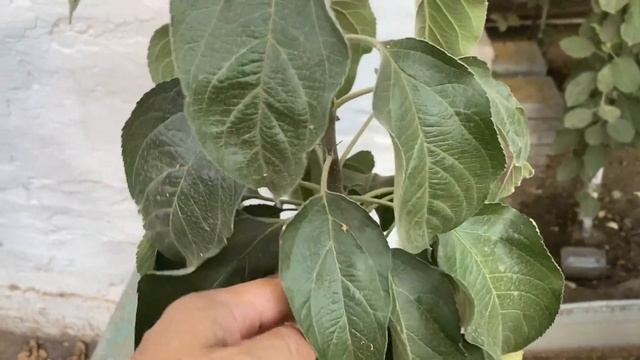 Коричневые листья на яблоне. Что бывает с плодовыми деревьями в жару свыше 50 градусов смотреть онлайн