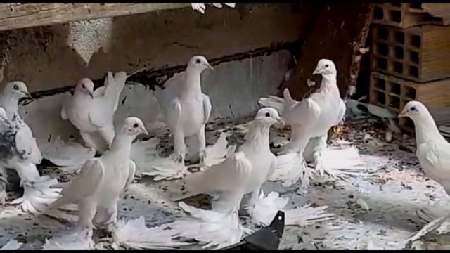 Голуби Ирана - Тaбризкие Красавцы / Iranian Tabriz Pigeon смотреть онлайн