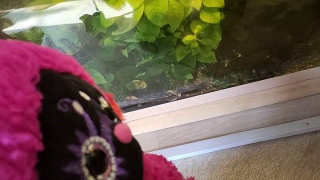 Лори колори Лапунюшка и Мыша одни дома смотреть онлайн