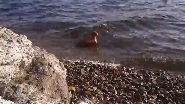 Такса купается в море и ловит свои же брызги смотреть онлайн