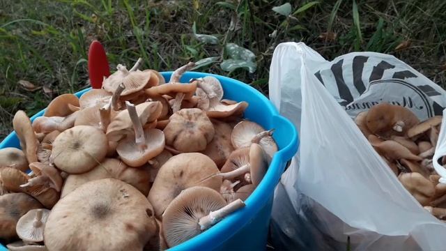 На Урале пошли опята! Строим курятник.Грибная икра.В конце анекдот для взрослых.? смотреть онлайн