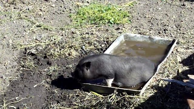 вьетнамские поросята купаются смотреть онлайн
