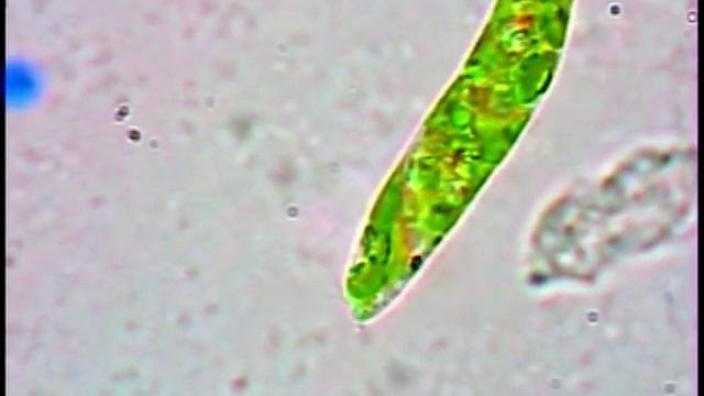Euglena смотреть онлайн