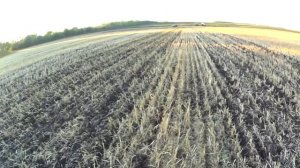 Прямой посев озимой пшеницы. Посев в стерню. Sowing wheat