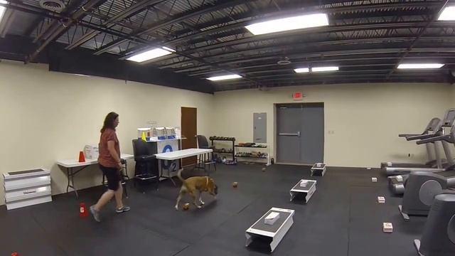 Crazy Daisy L1C Indoor Search смотреть онлайн