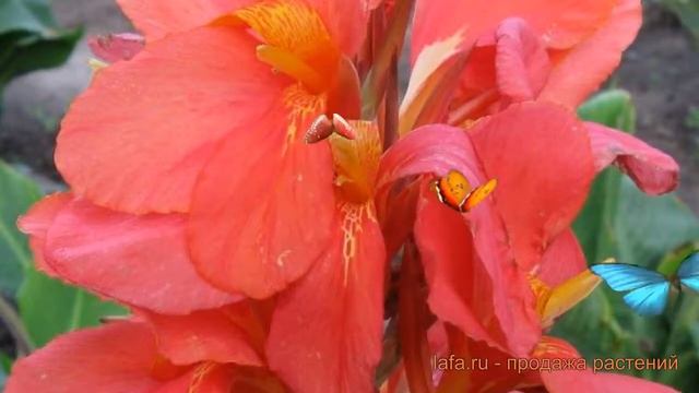 Канна зеленолистная Миссис Оклахома ? обзор: как сажать, луковицы канну Миссис Оклахома смотреть онлайн