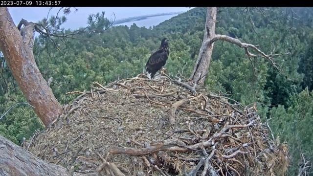 The white-tailed eagle. The first flight ✨? Ярик решается на первый полет! смотреть онлайн