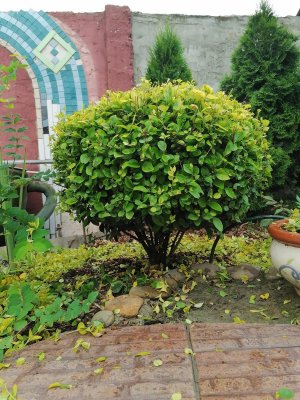 Стрижка бирючины Ауреум шаром