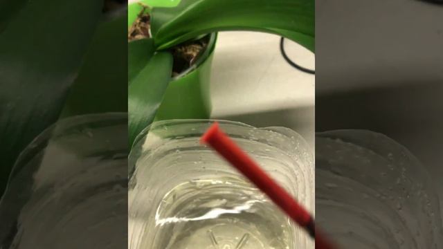 🍄😱Грибниця в горщиках з орхідеями⁉️🆗👉 смотреть онлайн