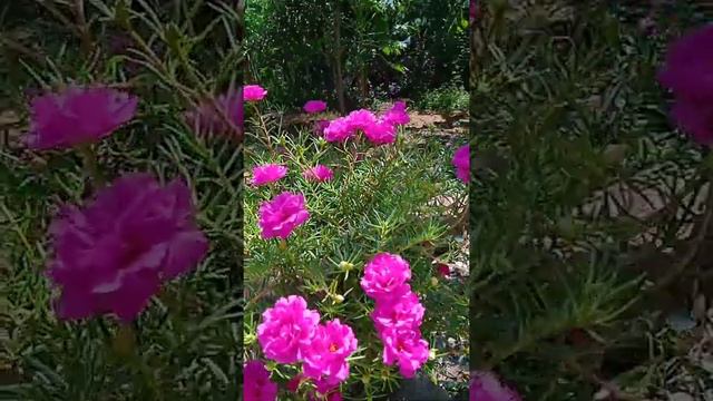 natural rose wow смотреть онлайн