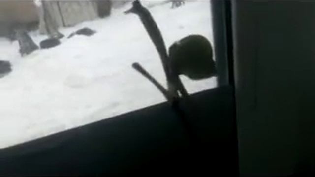 Обзор Орхидей, и перекись как удобрение для Орхидей. смотреть онлайн