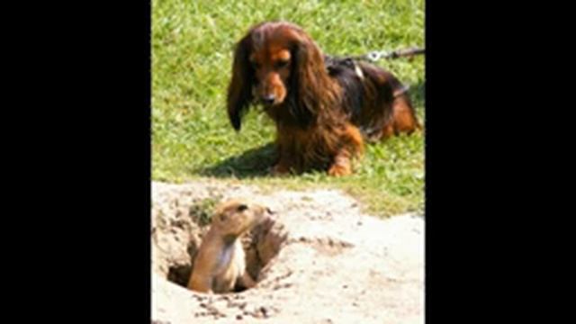 ПОРОДА СОБАК ТАКСА. СТИХИ ДЛЯ МАЛЫШЕЙ. смотреть онлайн