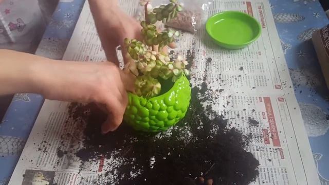 Пересадка портулакарии смотреть онлайн