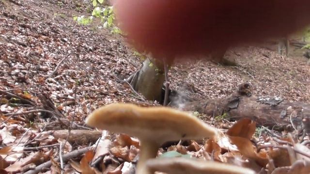 Polyporus arcularius,Saprobic on the deadwood of hardwoods especially oaks смотреть онлайн