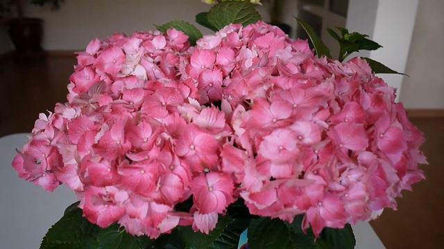 Pink Hydrangea смотреть онлайн