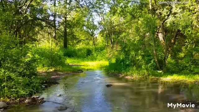 Звуки леса для дневного сна и отдыха на природе. смотреть онлайн