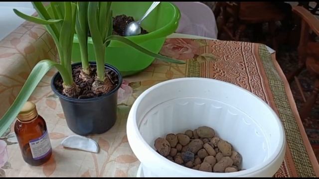 ГИАЦИНТ. ОТ ПОКУПКИ В МАГАЗИНЕ ДО ВЫСАДКИ В ОТКРЫТЫЙ ГРУНТ смотреть онлайн