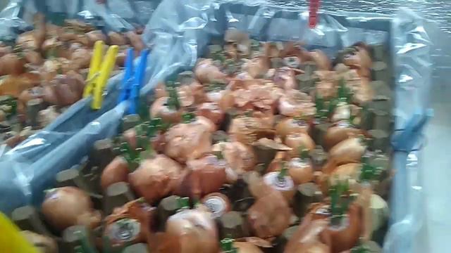 Делай так, всю зиму будешь с зелёным луком!!! смотреть онлайн