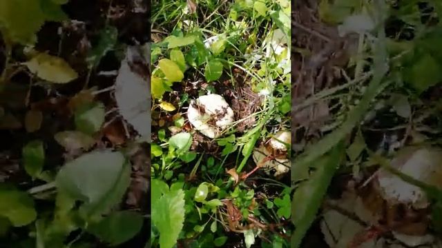 Грузди!собираем грибы в Красноярске, июль 2020 смотреть онлайн