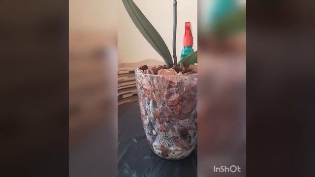 Первый полив неизвестной жёлтой орхидеи - реанимашки.11 апреля 2023 г. смотреть онлайн