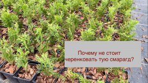 Ошибки начинающих - Туя Смарагд