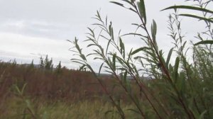 Плантация ивы в сентябре. Особенности агротехники Американки гигантской.