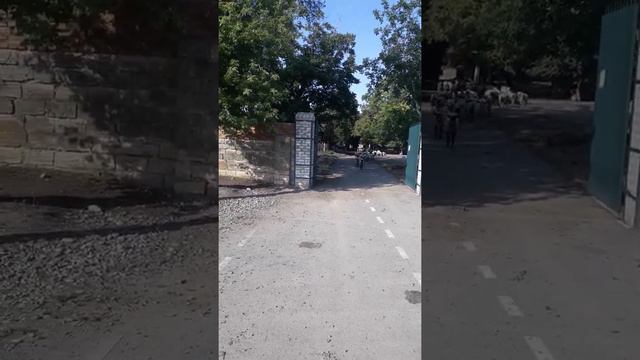 Бараны выбегают на свист. смотреть онлайн