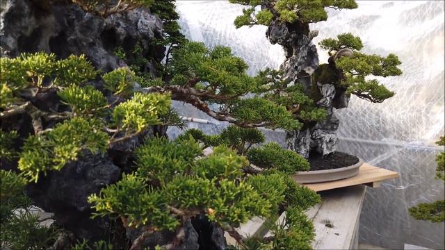 Pt. ① Master Masahiko Kimura's Bonsai Garden 2019 смотреть онлайн
