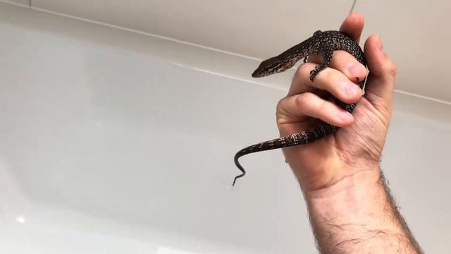 Handling my Timor Monitor (Varanus Timorensis) смотреть онлайн