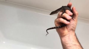 Handling my Timor Monitor (Varanus Timorensis)