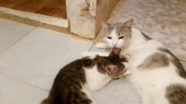Мурка кормит молоком своего четырёх месячного котёнка 28.08.23г смотреть онлайн
