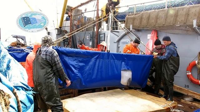 Выпуск 14 белух 02.10.2019 из бухты Средняя в Охотское море смотреть онлайн