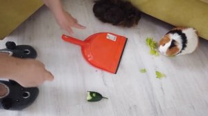 Питомцы Против Няни! 24 ЧАСА с Няней -  Кого Первым Накажет Няня - Свинки Наводят Беспорядок