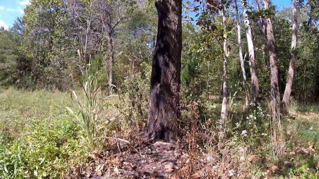Hornet nest vs 12 gauge slug смотреть онлайн