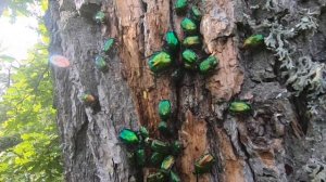 Бронзовки. Нескучная жизнь.