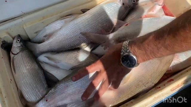 Ловля сига на озере на лодке ( catching whithfish at banks lake) смотреть онлайн