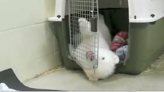 Белого медвежонка сироту выхаживают на Аляске смотреть онлайн