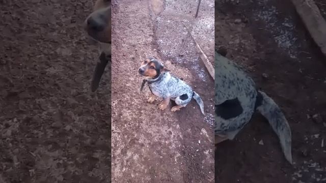 Шашлычок на вишневых дровах?#shorts #шашлык #шашлычок смотреть онлайн