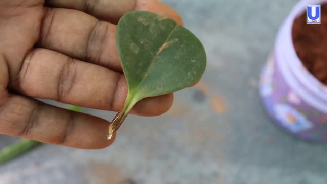 How To Grow Peperomia Plant | Peperomia Green Propagation