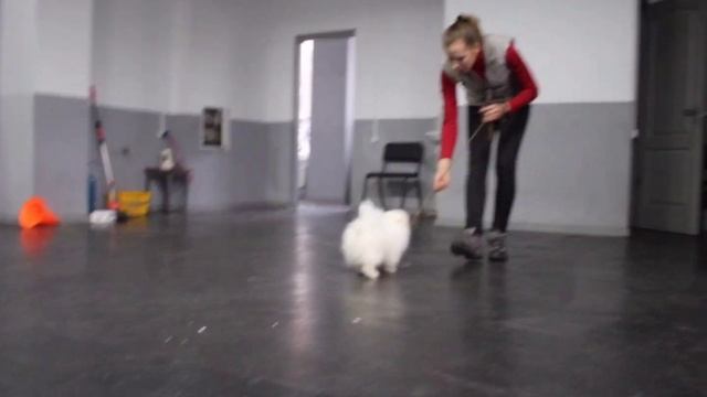 Первая дрессировка щенка померанского шпица. С чего начать занятия со щенком? смотреть онлайн