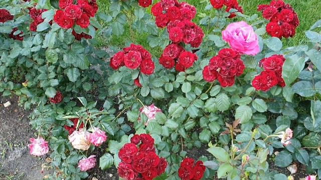 МОЙ БУДНИЧНЫЙ ГЕЛЕНДЖИК. ЖАРА ОТСТУПАЕТ. ОГНЕННЫЙ ЗАКАТ🧡 смотреть онлайн